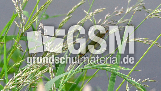 Gebänderte Prachtlibelle - Weibchen (2).jpg